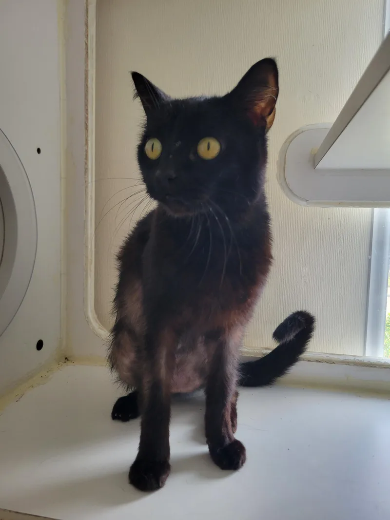 An adult medium-sized female Black Domestic Short Hair cat named Tabatha for adoption in Port Angeles, WA