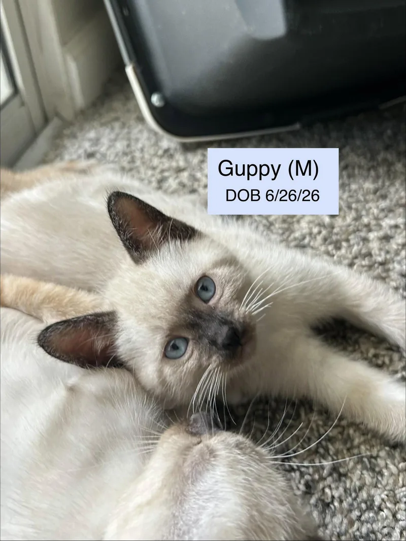 Guppy