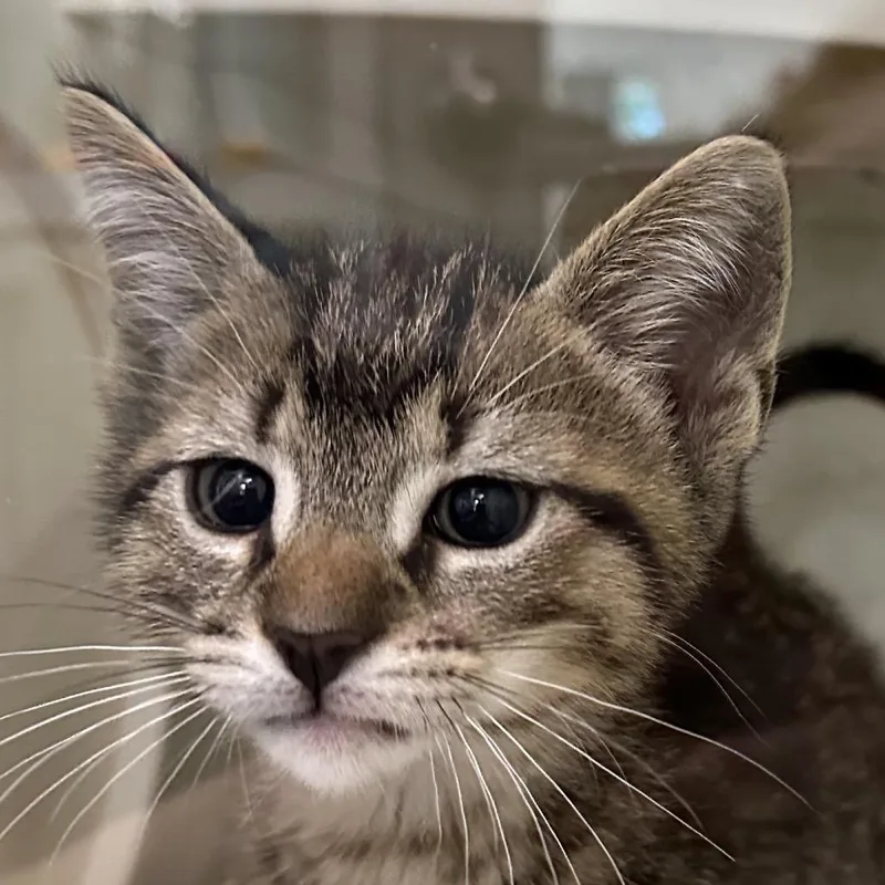 A baby small-sized male Brown / Chocolate Domestic Short Hair cat named Daniel Tiger for adoption in Middletown, RI