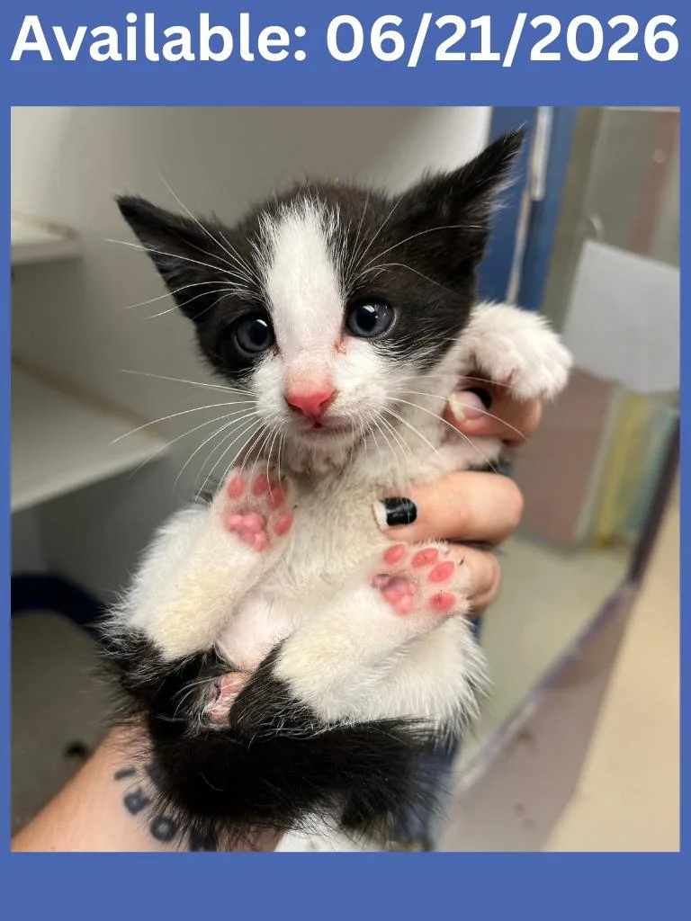 A baby small-sized male Domestic Short Hair cat named Cat Condo for adoption in Greenville, TX