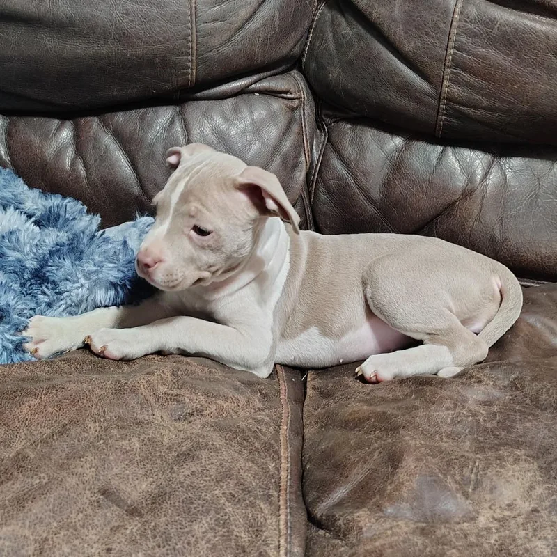 Trillian thumbnail 2