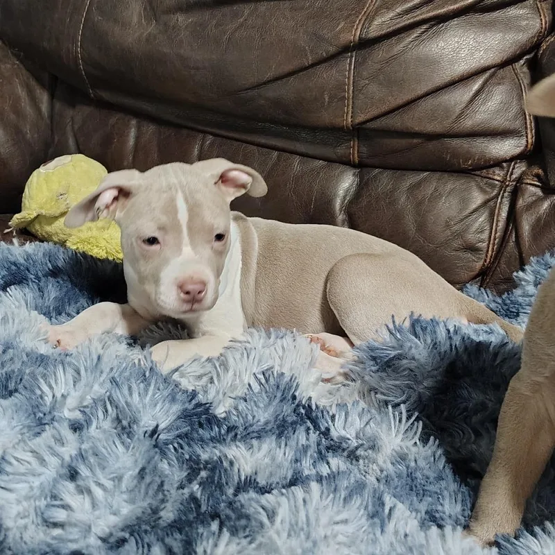 Trillian thumbnail 3