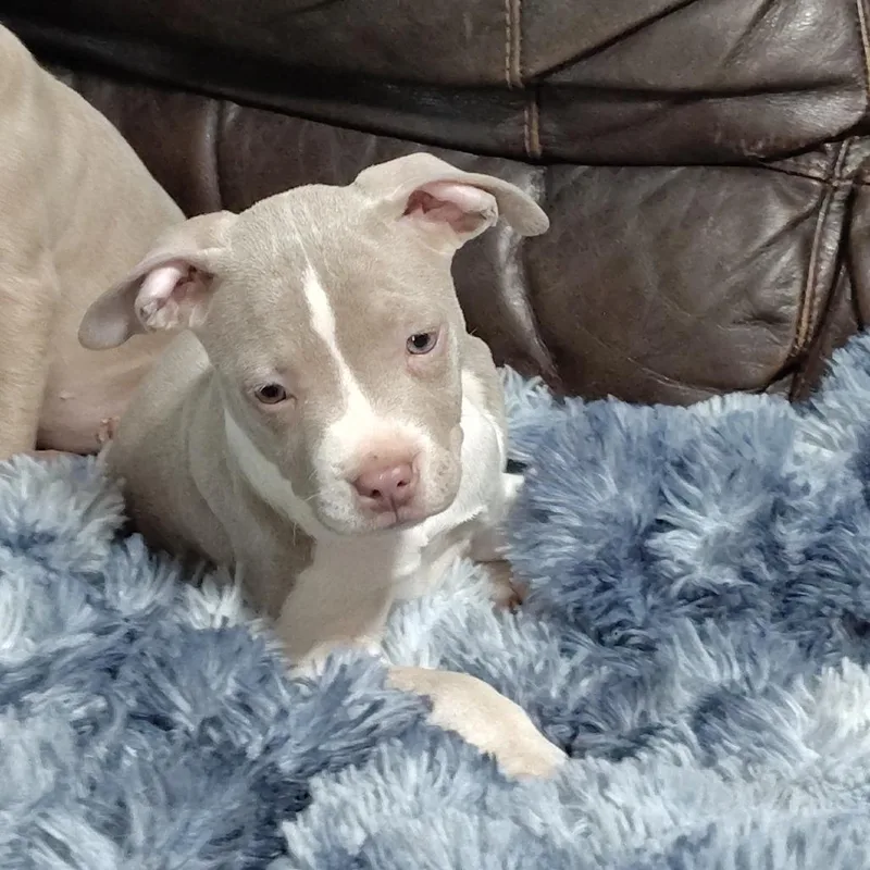 Trillian thumbnail 5