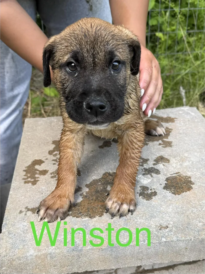 Winston