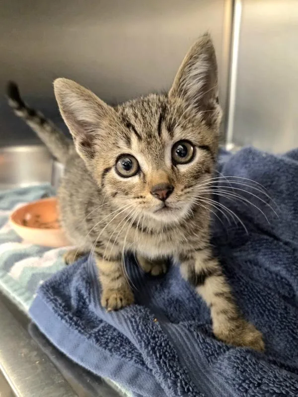 A baby small-sized male Domestic Short Hair cat named Dodge Challenger for adoption in Millersville, MD