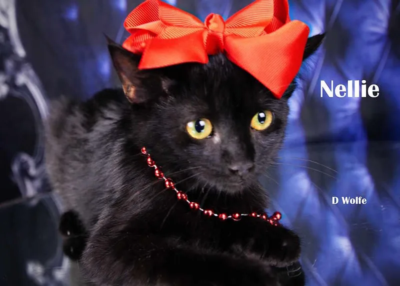 A baby small-sized female Black Domestic Short Hair cat named Nellie for adoption in York, NE