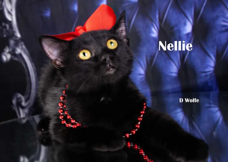 Nellie thumbnail 2