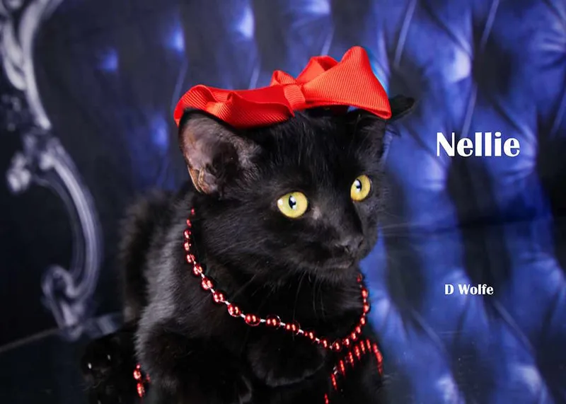 Nellie thumbnail 3