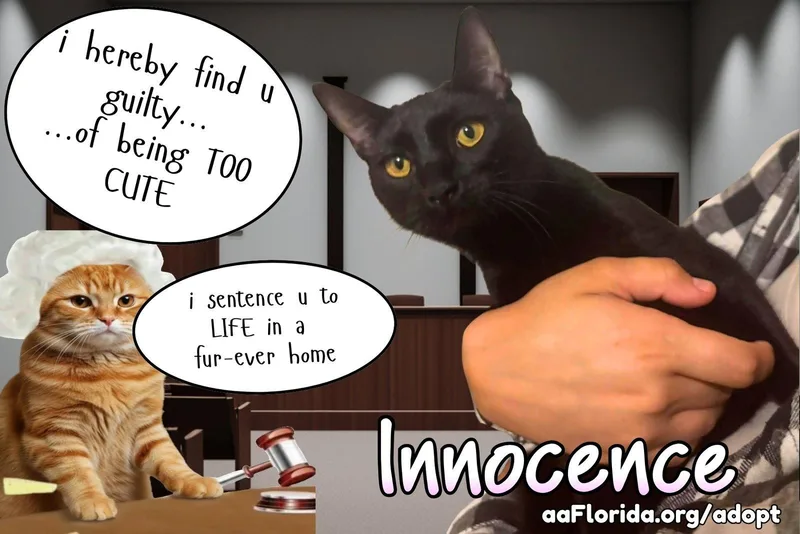 A young medium-sized female Black Domestic Short Hair cat named Innocence for adoption in Pensacola, FL