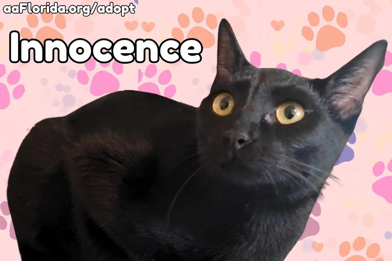 Innocence thumbnail 2