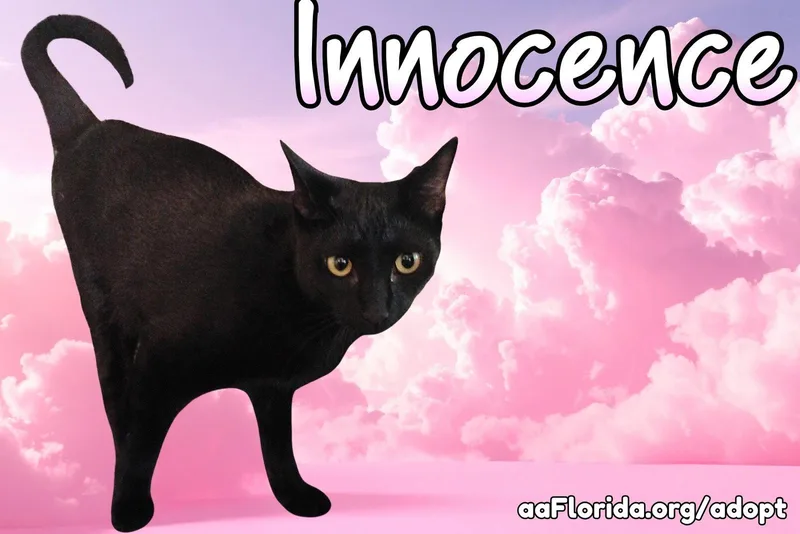 Innocence thumbnail 3