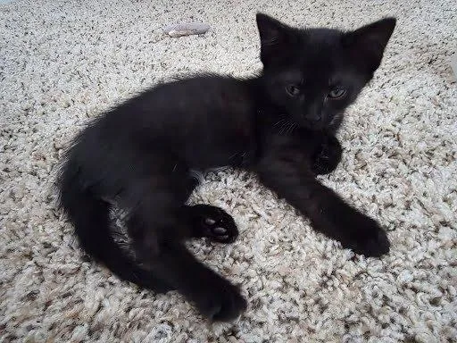 A baby small-sized female Black Domestic Short Hair cat named Dr. Quack for adoption in Raleigh, NC