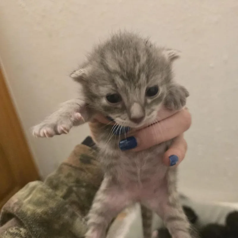 A baby small-sized female Gray / Blue / Silver Domestic Short Hair cat named Daphne for adoption in League City, TX