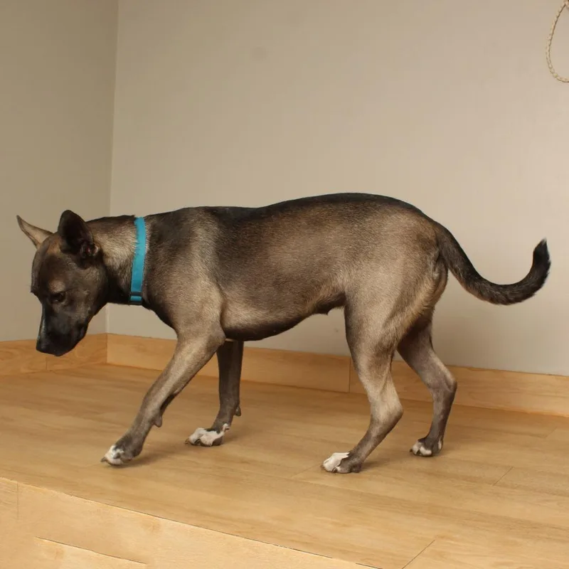 A young medium-sized female Catahoula Leopard Dog dog named Buttercup D for adoption in Minnetonka, MN