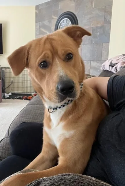A young large-sized male Labrador Retriever dog named Reggie for adoption in West Bloomfield, MI