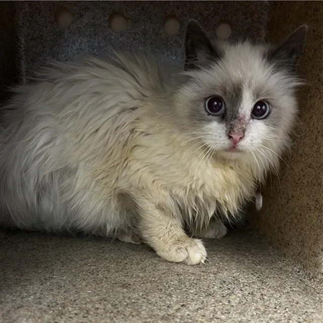 A baby small-sized male Domestic Long Hair cat named Smoke for adoption in Lincolnton, NC