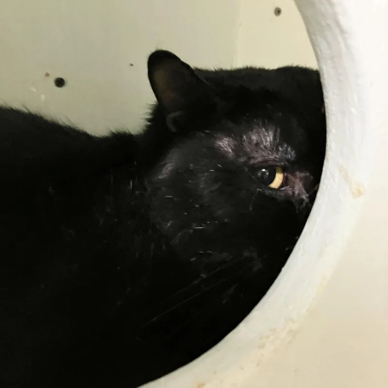 An adult medium-sized male Black Domestic Short Hair cat named Aloka for adoption in Dublin, OH