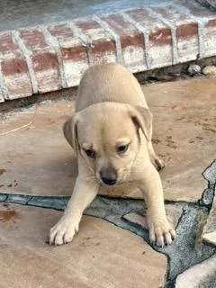 Blondie