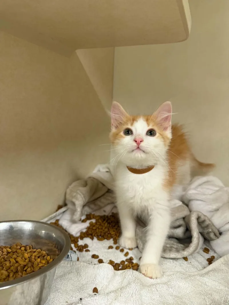 A baby small-sized male Domestic Long Hair cat named Kakapo for adoption in Hagerstown, MD