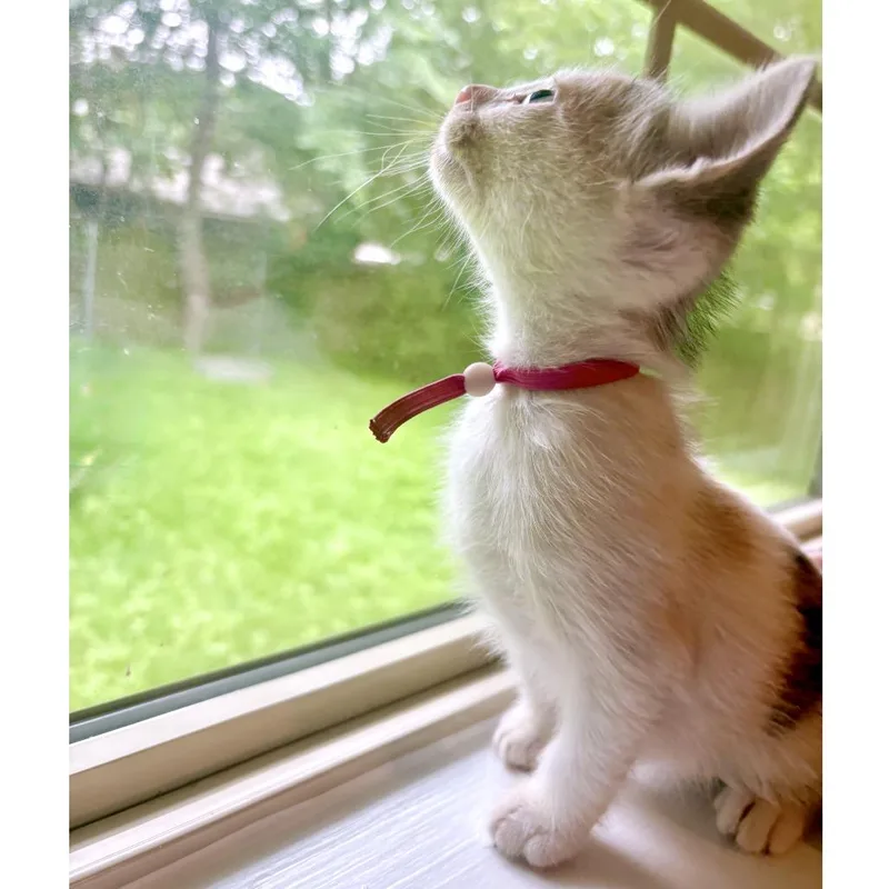 A baby small-sized female Buff / Tan / Fawn Domestic Short Hair cat named Jelly Pastry for adoption in Austin, TX