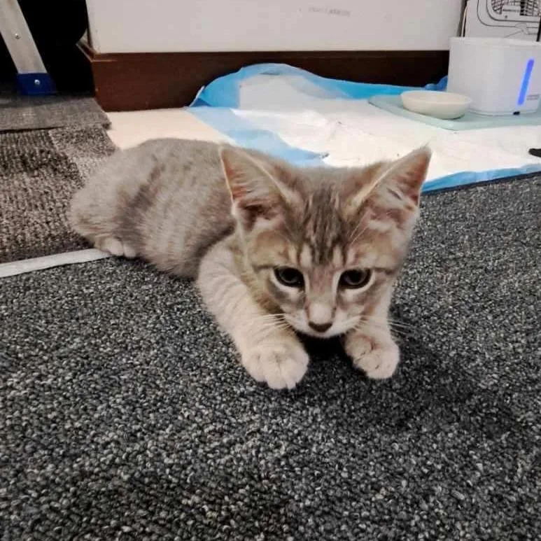 A baby small-sized female Gray / Blue / Silver Domestic Short Hair cat named Libby for adoption in Medina, OH