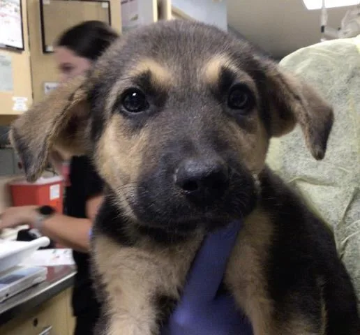 A baby small-sized female German Shepherd Dog dog named Lovie for adoption in Riverside, CA