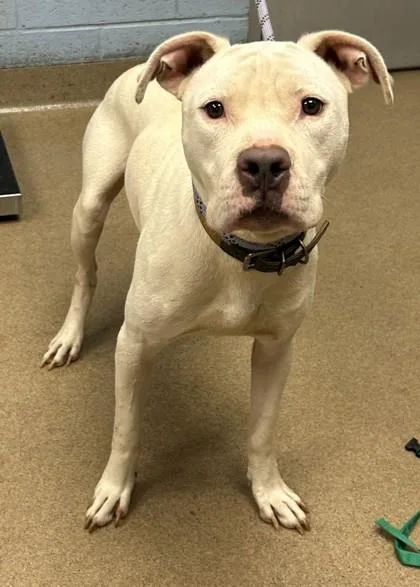 An adult large-sized male Mixed Breed dog named Levi for adoption in Chamblee, GA
