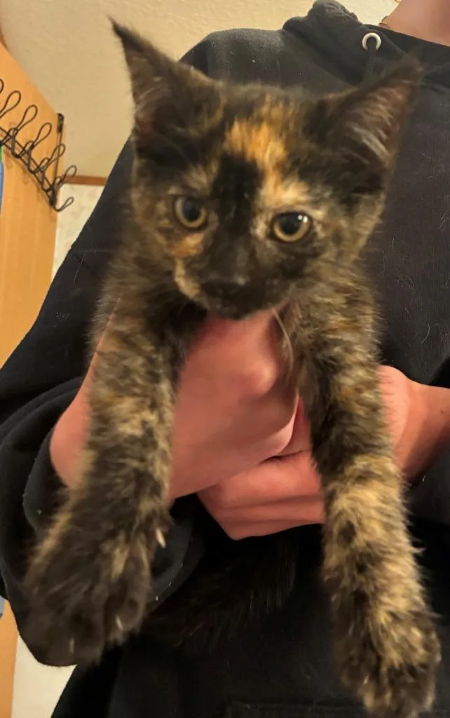 A baby small-sized female Domestic Short Hair cat named Chloe for adoption in Thompson Falls, MT