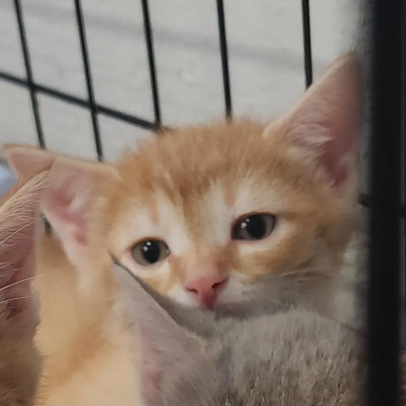 A baby small-sized male Orange / Red Domestic Medium Hair cat named Queso for adoption in Evensville, TN