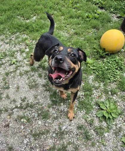 A young medium-sized male Bicolor Rottweiler dog named Pugsley for adoption in Lafayette, IN