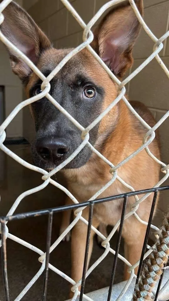 A young large-sized male Belgian Shepherd / Malinois dog named Benny for adoption in Parrish, FL