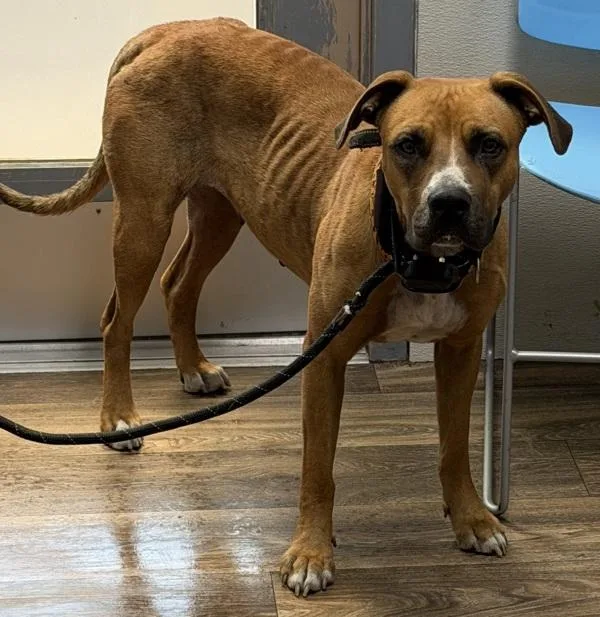 An adult large-sized female Boxer dog named Rooble for adoption in San Diego, CA