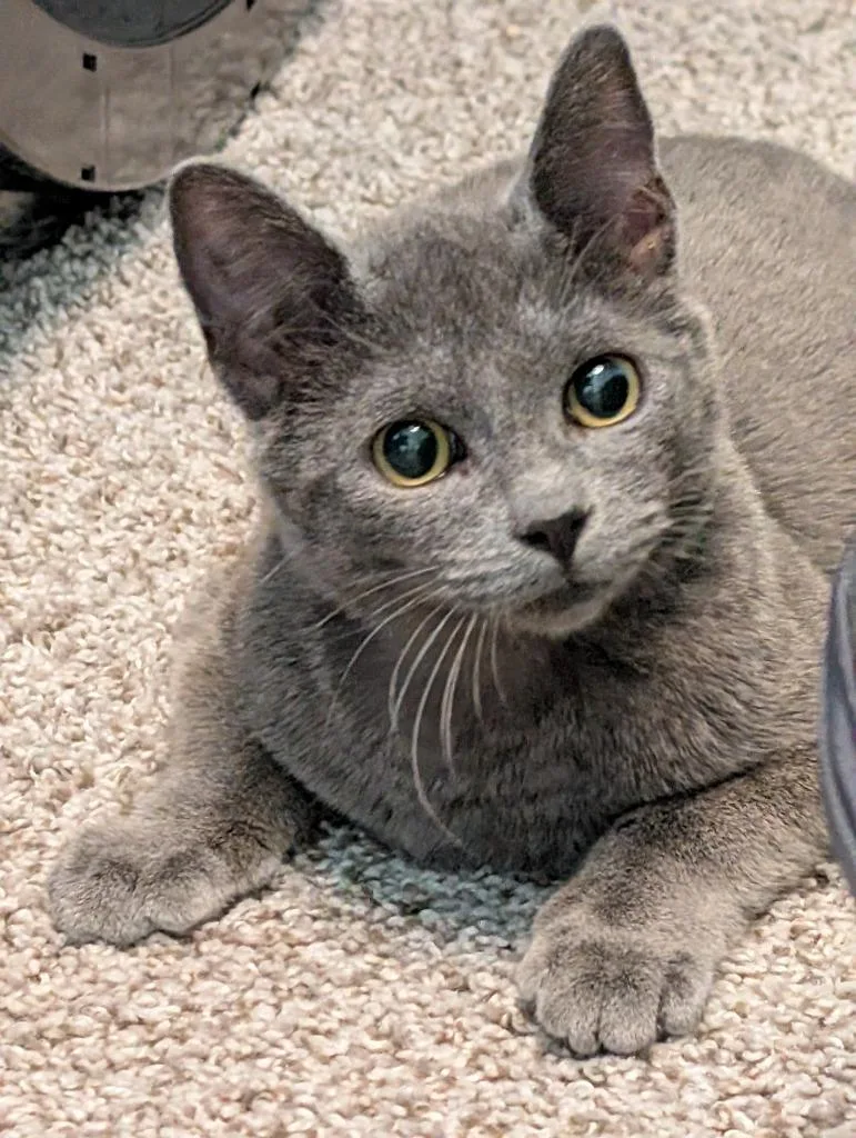 A baby medium-sized male Manx cat named James T Kirk for adoption in San Antonio, TX