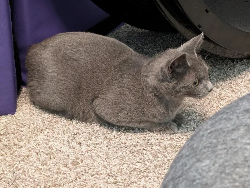 James T Kirk thumbnail 2