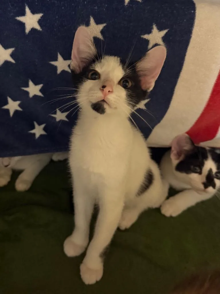 A baby small-sized male Domestic Short Hair cat named Sneezy for adoption in Hyde Park, NY