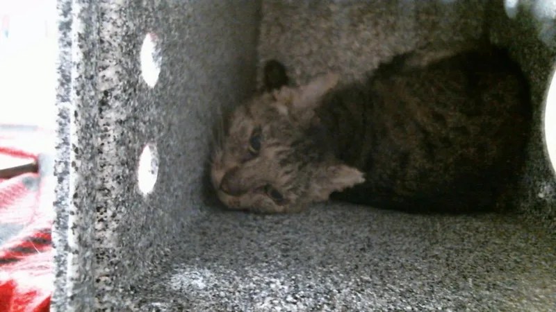 An adult medium-sized female Domestic Short Hair cat named Kenia for adoption in Houston, TX