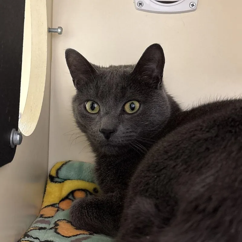 An adult small-sized male Gray / Blue / Silver Domestic Short Hair cat named Comet for adoption in Naperville, IL