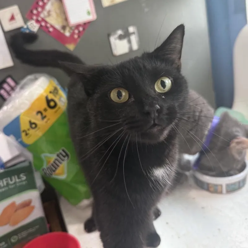 An adult small-sized female Domestic Short Hair cat named Dolly Madison for adoption in Woodbridge, VA