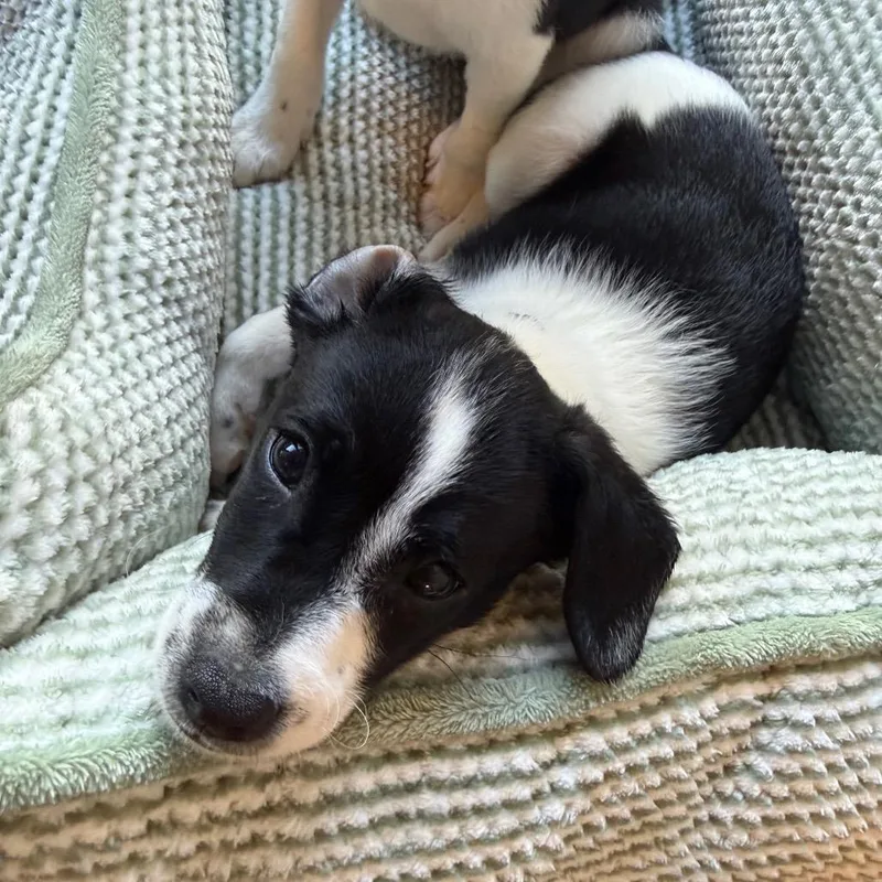 A baby small-sized male Mixed Breed dog named Simon for adoption in San Francisco, CA