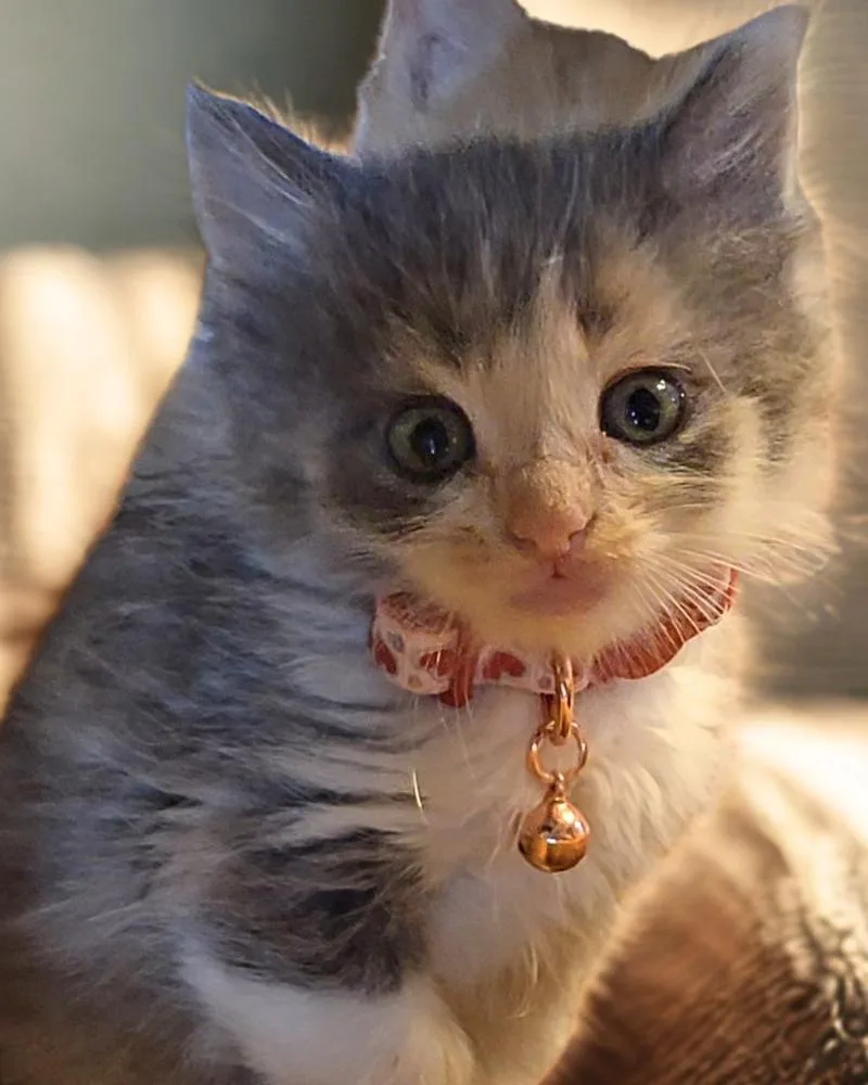 A baby small-sized female Domestic Long Hair cat named Amelia for adoption in Pacifica, CA