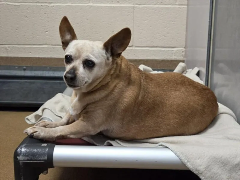 An adult small-sized female Chihuahua dog named Moss Piglet for adoption in Martinez, CA