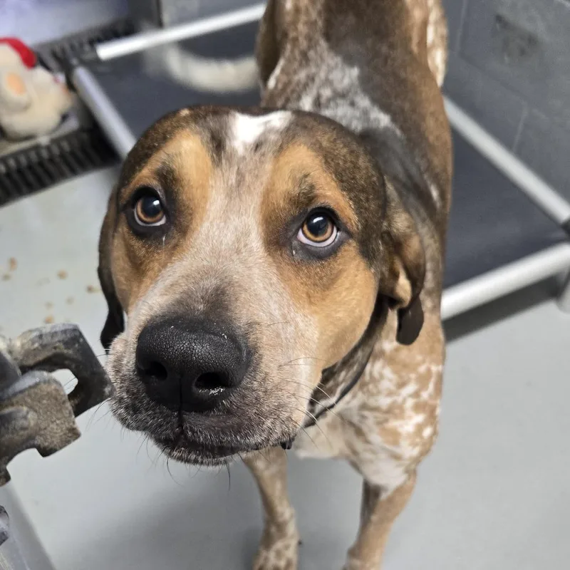 An adult large-sized male Brown / Chocolate Coonhound dog named Marmaduke for adoption in Tawas City, MI