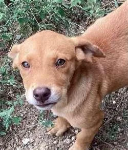 A baby medium-sized female Yellow / Tan / Blond / Fawn Beagle dog named Jill for adoption in Sudbury, MA