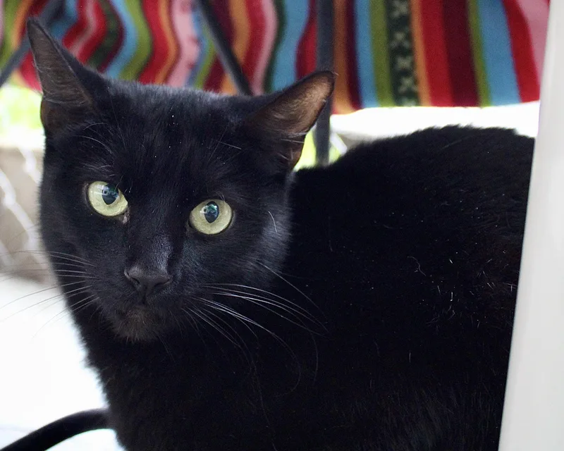 An adult large-sized female Black Domestic Short Hair cat named Cinderelly for adoption in El Cajon, CA