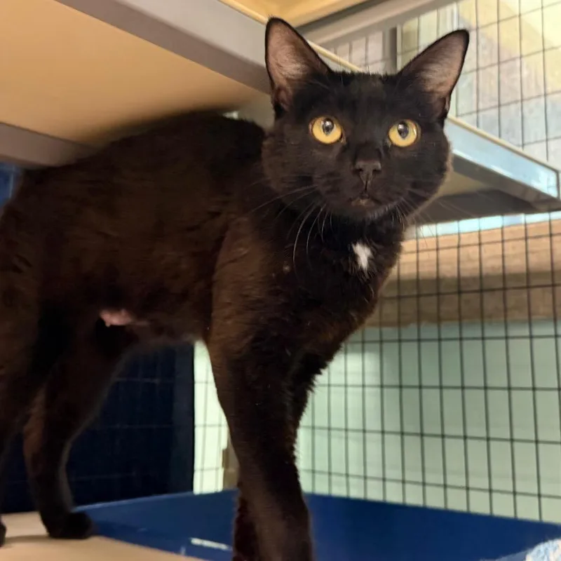 An adult medium-sized female Black Domestic Short Hair cat named Pink Lady for adoption in Durango, CO