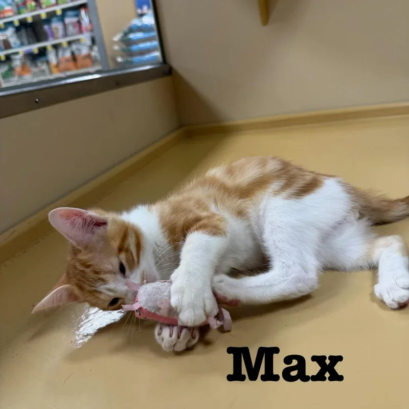 A young medium-sized male Orange & White Domestic Short Hair cat named Max for adoption in Spring Lake, NJ