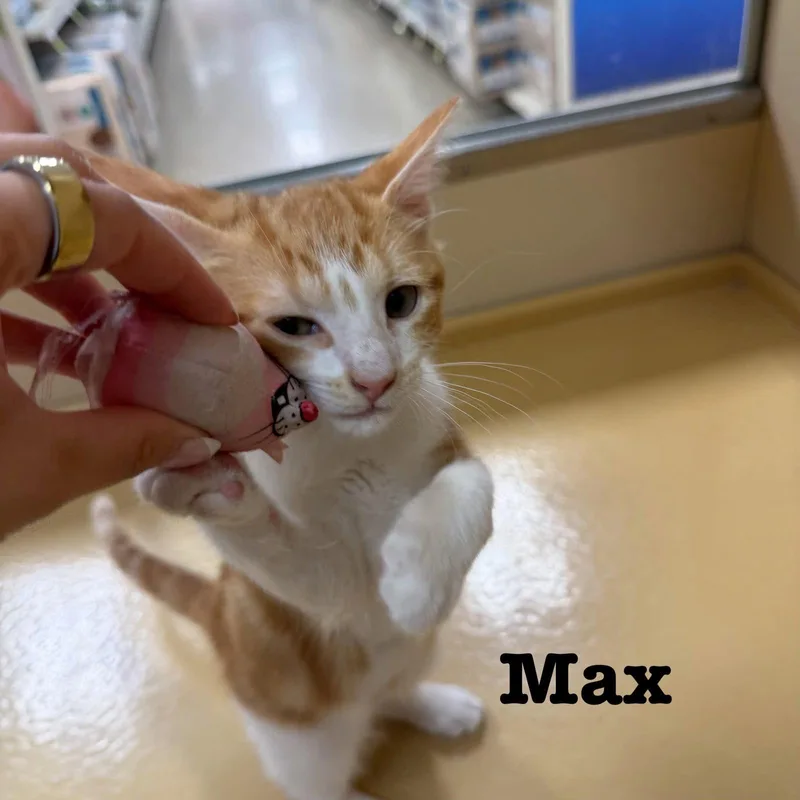 Max thumbnail 2
