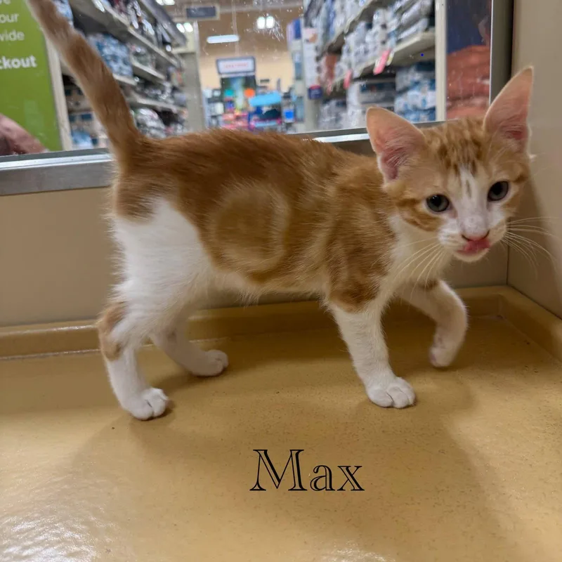 Max thumbnail 3