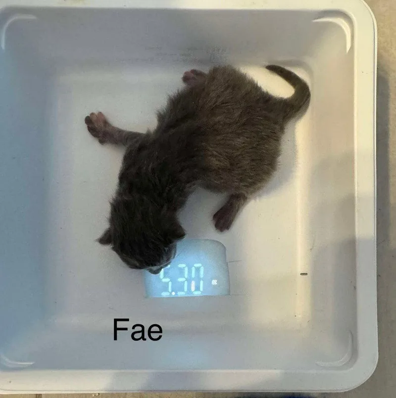 Fae