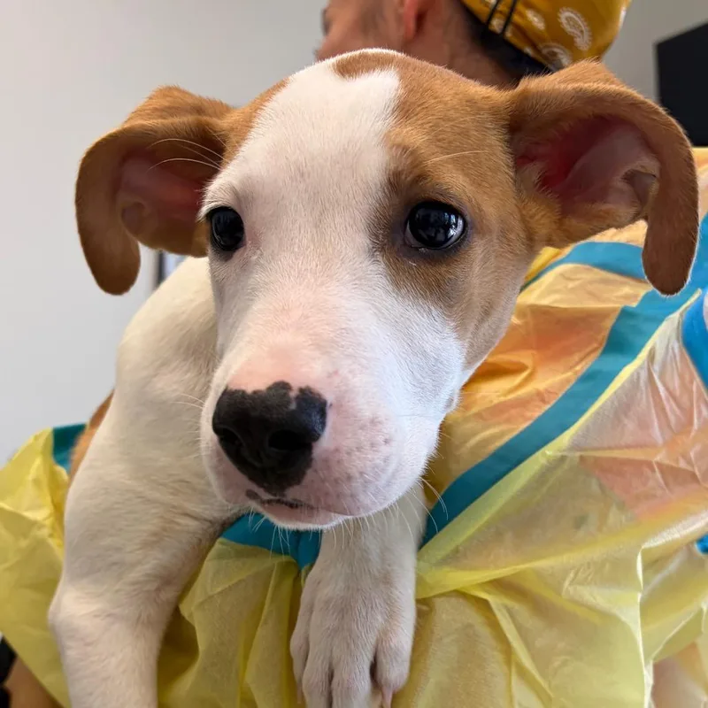 A baby small-sized female White / Cream Pit Bull Terrier dog named Lasagna for adoption in Nashville, TN